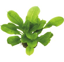 Aquariumplant met groene bladeren