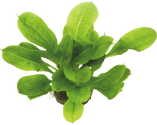 Aquariumplant met groene bladeren