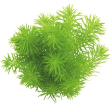 Waterplant