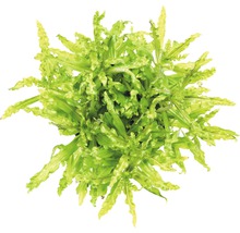Nestvaren kamerplant in pot van bovenaf