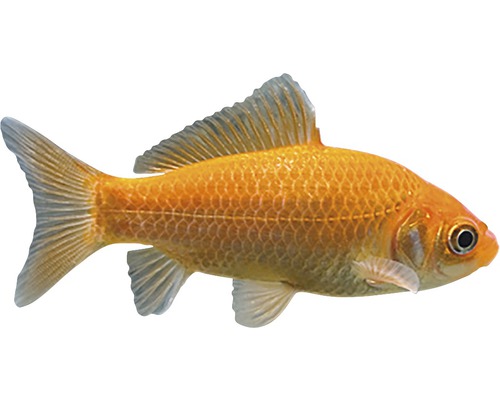 Goudvis voor de tuinvijver