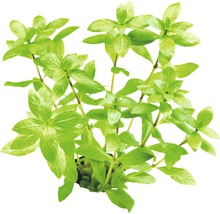 Waterplant met groene bladeren