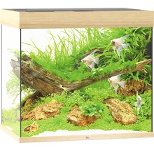 Aquarium met planten, stenen en vissen