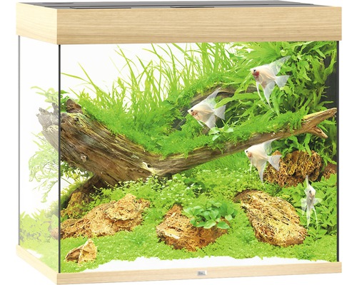 Aquarium met planten, stenen en vissen