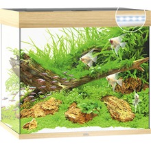 Aquarium met vissen, planten en decoratie