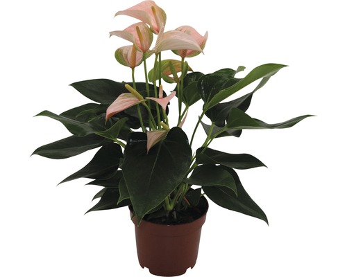 Anthurium potplant met roze bloem