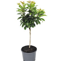 Bolboompje in pot