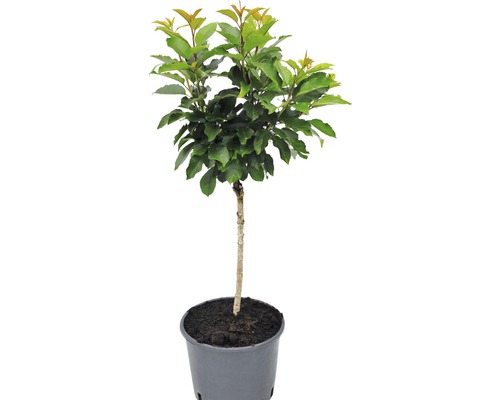 Bolboompje in pot