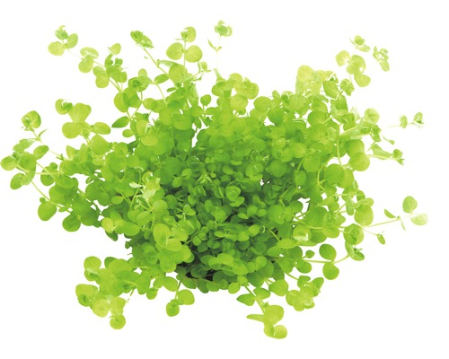 Golliwoog groene plant in pot