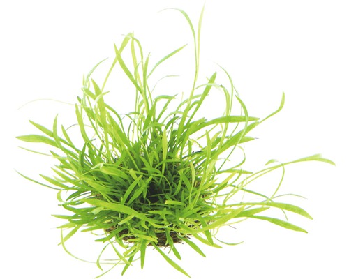 Aquariumplant met lange, groene bladeren