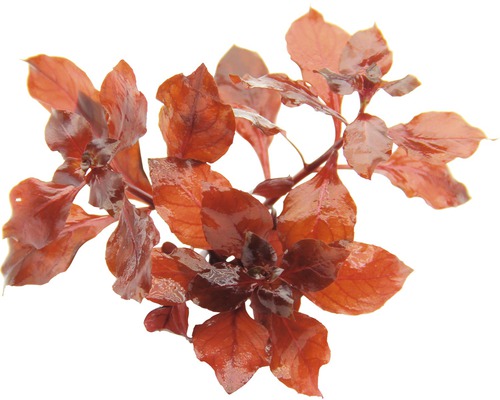 Rode Ludwigia waterplant voor aquaria