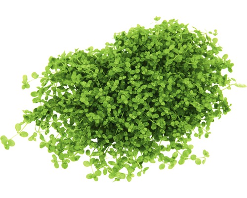 Grasanjer voor de tuinvijver