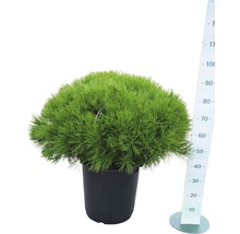 Dwergden in pot met maatindicatie