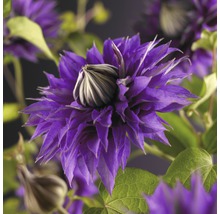 Close-up van een clematisbloem met violette bloemblaadjes