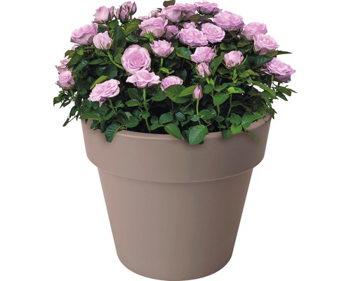 Potroos met kleine, lichte bloemen in een plantenbak