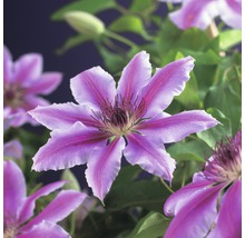 FLORASELF Klimplant clematis nelly moser 2,3 l 53-70 cm Roze-thumb-2