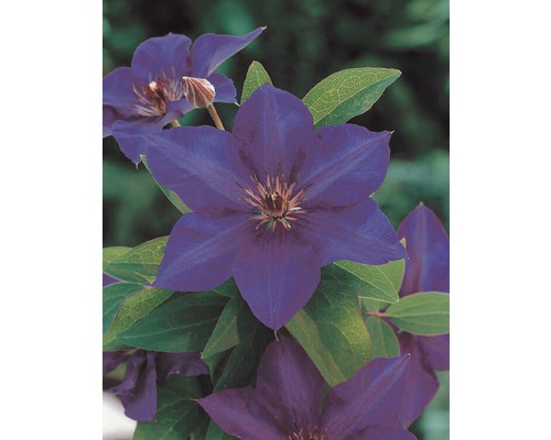 Bloeiende clematis in detail