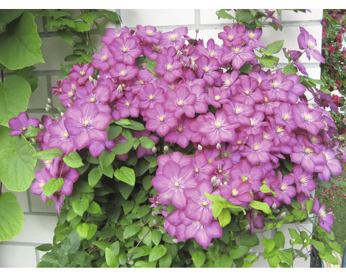 Klimplant met paarse bloemen en groene bladeren