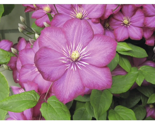 Close-up van paarse clematisbloemen met groene bladeren