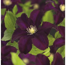 Close-up van een clematisbloem met groene bladeren