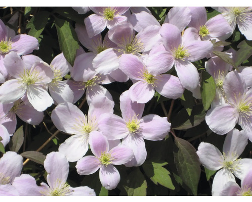 Close-up van roze clematisbloemen met groene bladeren