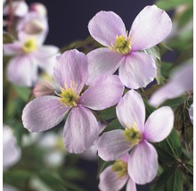 Close-up van bosrankbloemen met vier bloemblaadjes