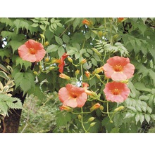 Trompetbloemen met groene bladeren