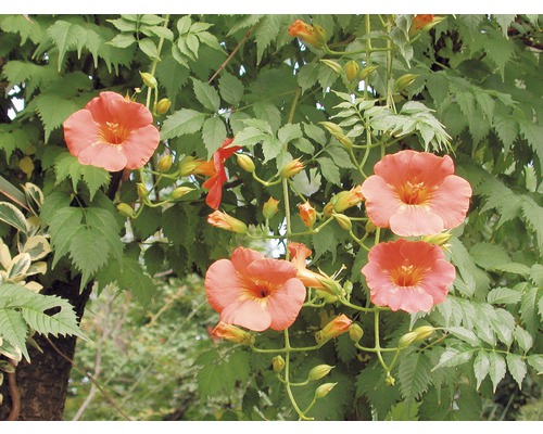 Trompetbloemen met groene bladeren