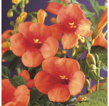 Close-up van trompetbloemen