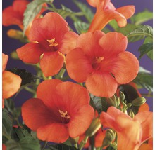 FLORASELF Klimplant campsis radicans 2,3 l 53-70 cm Rood