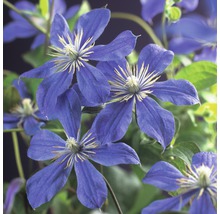 Close-up van blauwe clematisbloemen met groene bladeren