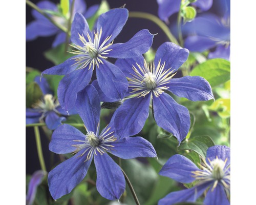 FLORASELF Bosrank Clematis integrifolia 'Arabella' potmaat Ø 16,0 cm H 75-85 cm Close-up van blauwe clematisbloemen met groene bladeren