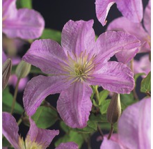 Close-up van een roze clematis met vijf bloemblaadjes