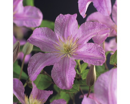 FLORASELF Bosrank Clematis x Hybride 'Comtesse de Bouchaud' potmaat Ø 16,0 cm H 75-85 cm