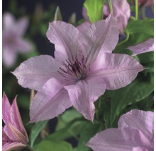 Close-up van een Clematis bloem