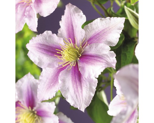FLORASELF Bosrank Clematis x Hybride Patens 'Piilu' potmaat Ø 16,0 cm H 75-85 cm Close-up van een clematisbloem met witte en paarse bloemblaadjes en gele meeldraden.