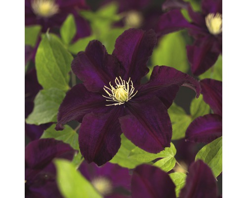 FLORASELF Bosrank Clematis x Hybride 'Warszamska Nike' potmaat Ø 16,0 cm H 75-85 cm