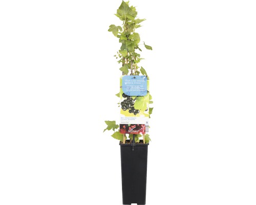 FLORASELF Zwarte bes Ribes Nigrum potmaat Ø 17 cm H 55 - 70 cm