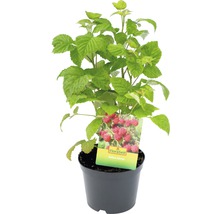Frambozenplant in pot