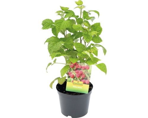 Frambozenplant in pot
