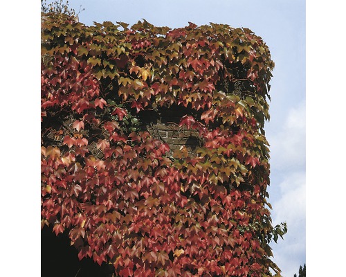 Muur begroeid met klimplant