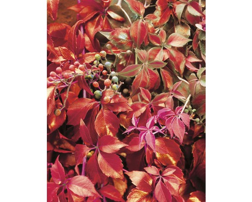 Close-up van wilde wingerd met bladeren en bessen