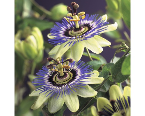 FLORASELF Klimplant passiflora caerulea 2,3 l 53-70 cm Blauw