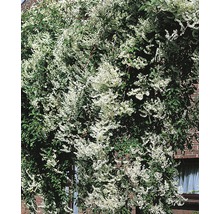 FLORASELF Klimplant fallopia aub. polygonum 2,3 l 53-70 cm Wit