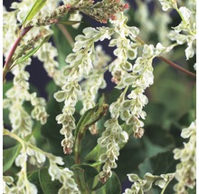 FLORASELF Klimplant fallopia aub. polygonum 2,3 l 53-70 cm Wit