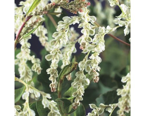 Bloeiwijze van de Adderwortel