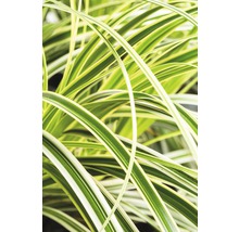 Close-up van siergras met bladeren