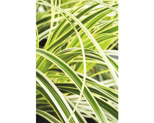 FLORASELF Zegge Carex morrowii 'Feather Falls' potmaat Ø 19.0 cm H 5-30 cm Close-up van siergras met bladeren