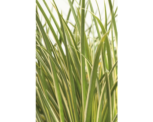 FLORASELF Kalmoes Acorus gramineus 'Argenteostriatus' potmaat Ø 14 cm H 5-30 cm Detailopname van siergras met lange, smalle bladeren