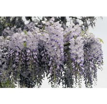 FLORASELF Klimplant wisteria sinensis 2,3 l 53-70 cm Blauw-thumb-2